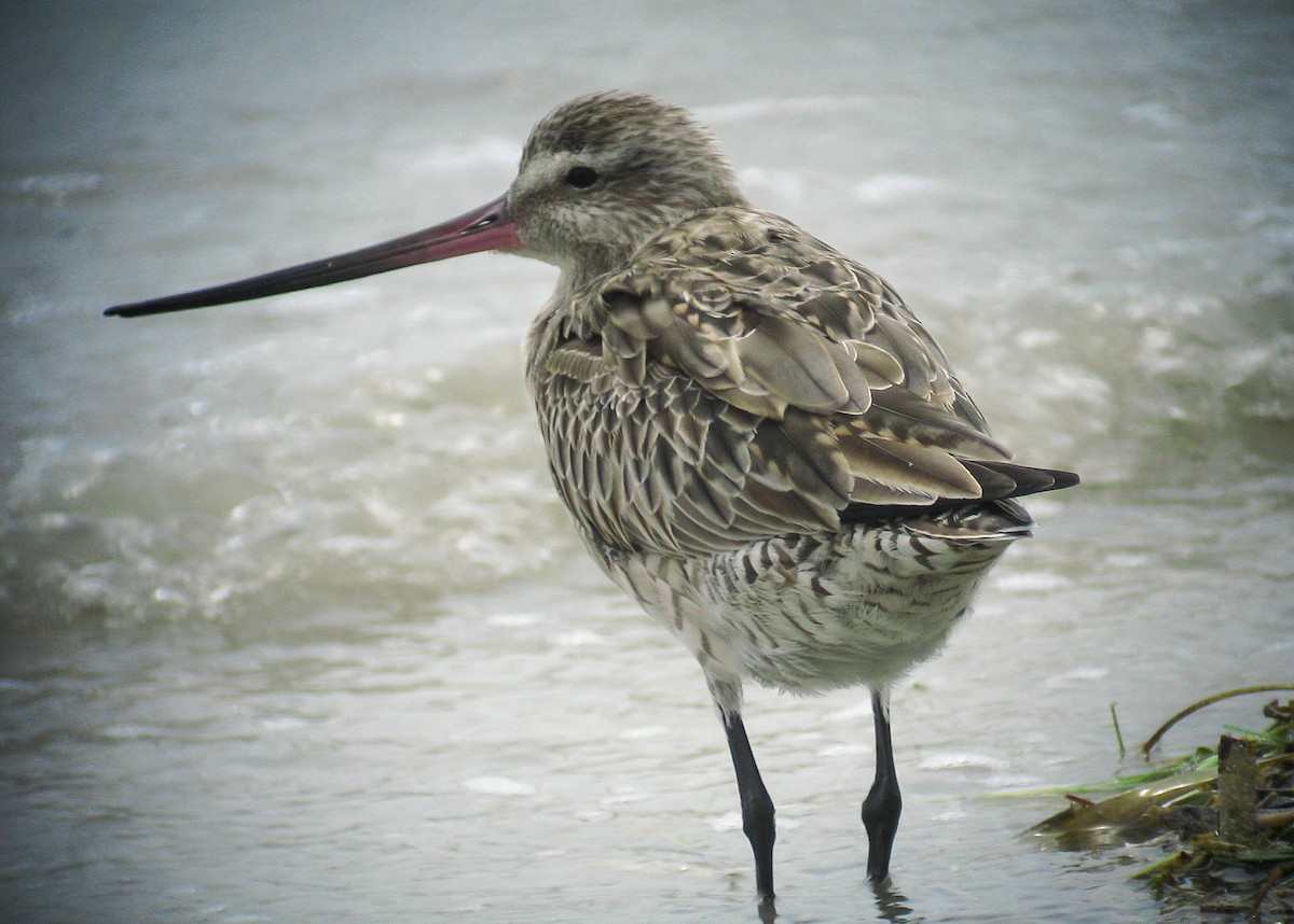Bar-tailed Godwit (Siberian) - ML466702861