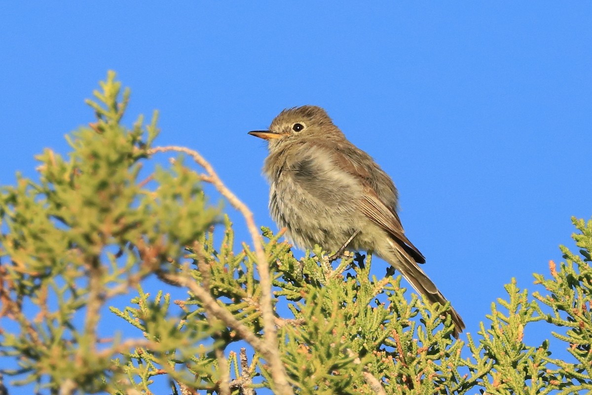 Gray Flycatcher - ML466703791