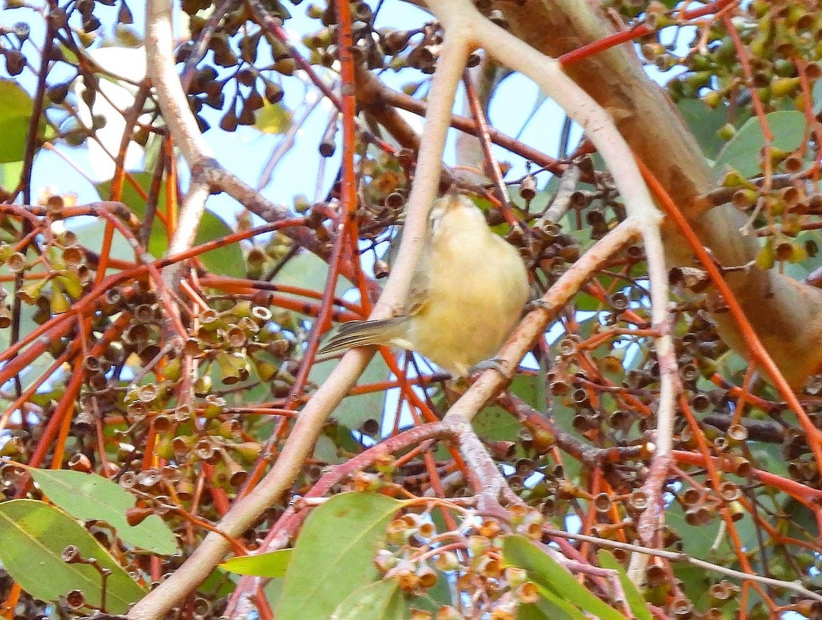 Warbling Vireo - ML466704091