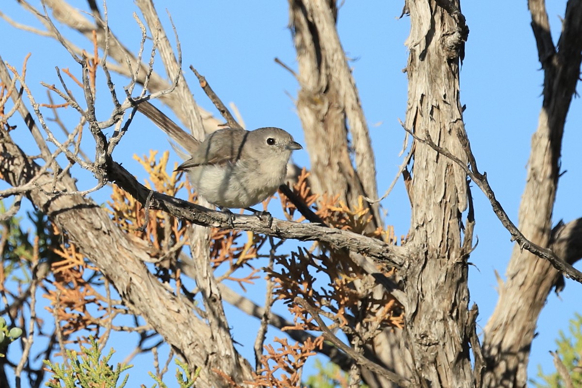 Gray Vireo - ML466704291