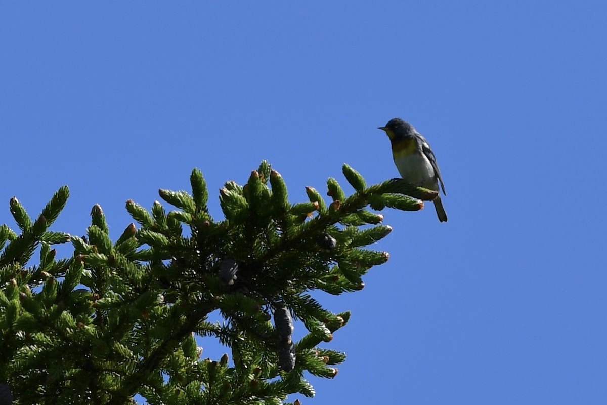 Northern Parula - ML466705461