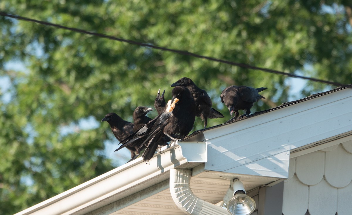 American Crow - ML466706261
