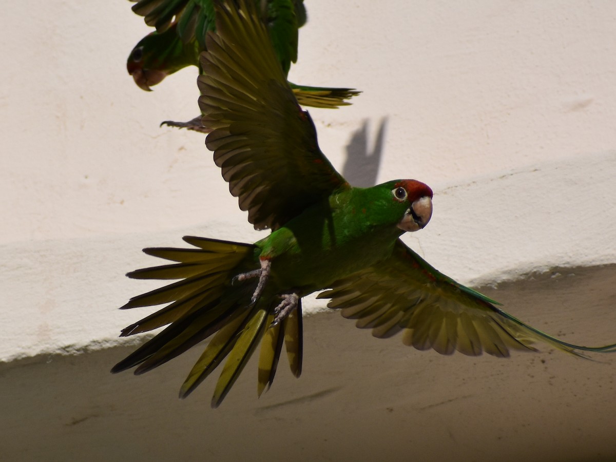 Scarlet-fronted/Cordilleran Parakeet - ML466706371