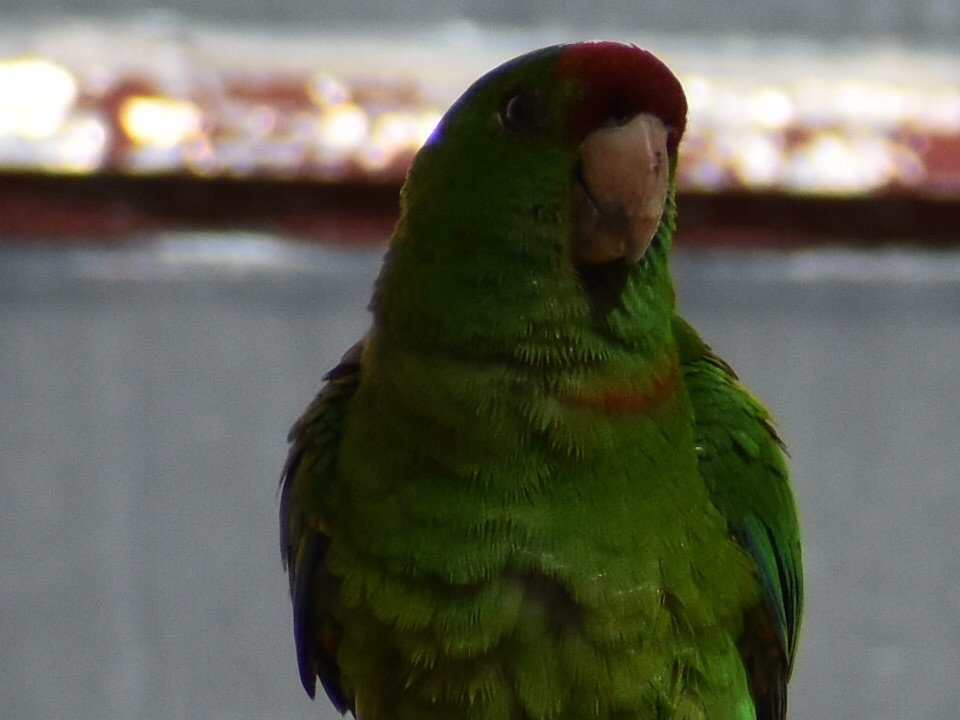 Conure de Wagler ou C. casquée - ML466706421