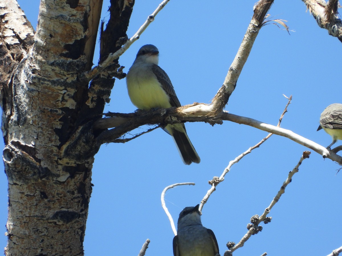 Western Kingbird - ML466707281