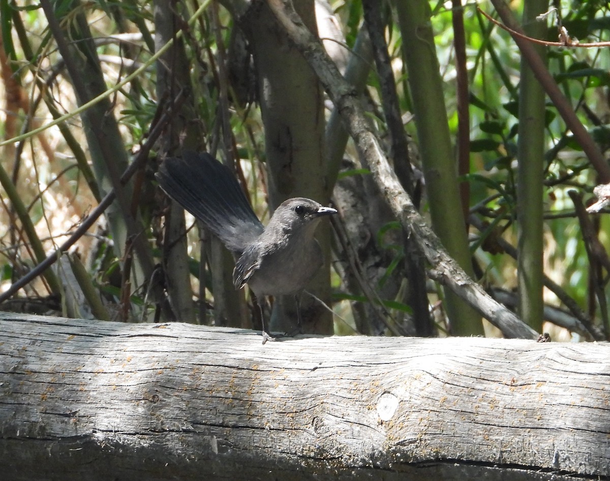 Gray Catbird - ML466707331