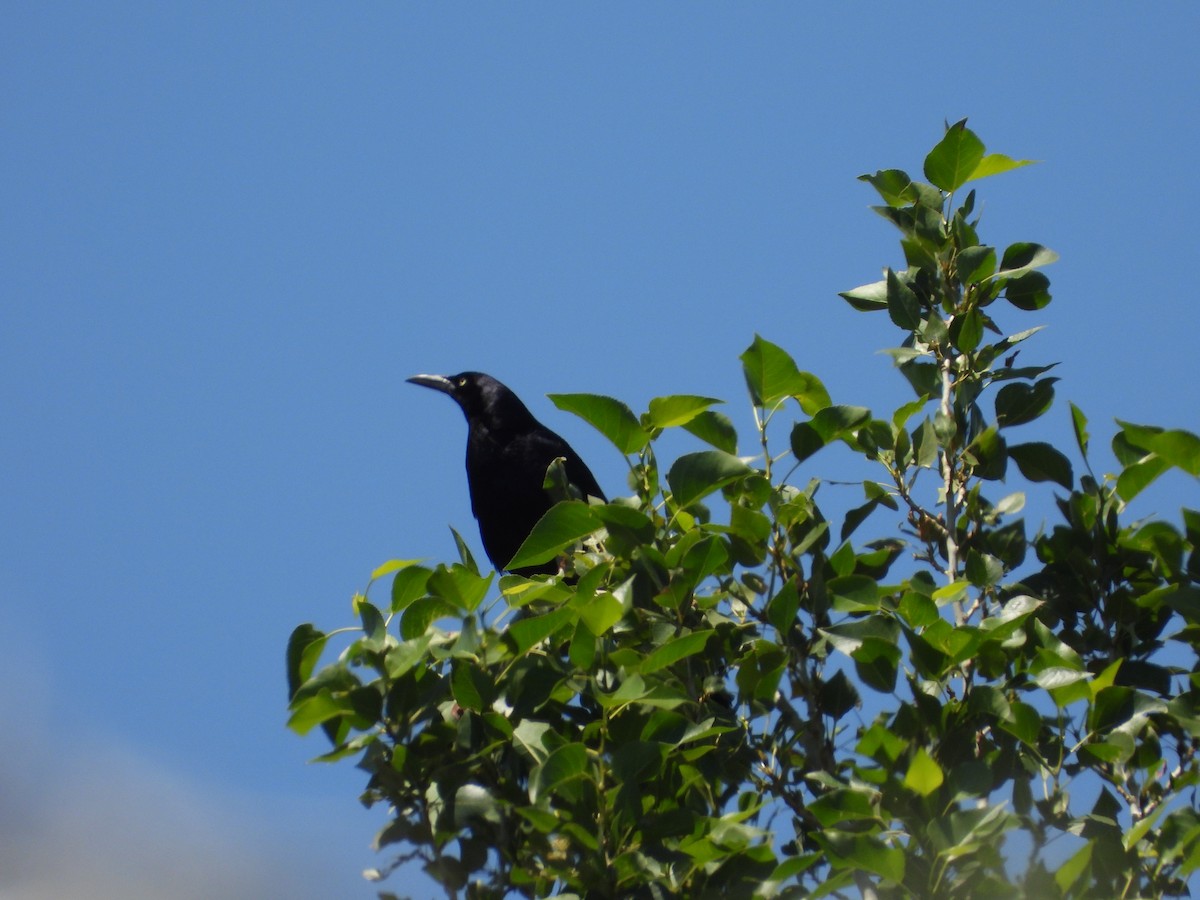 Great-tailed Grackle - ML466707481