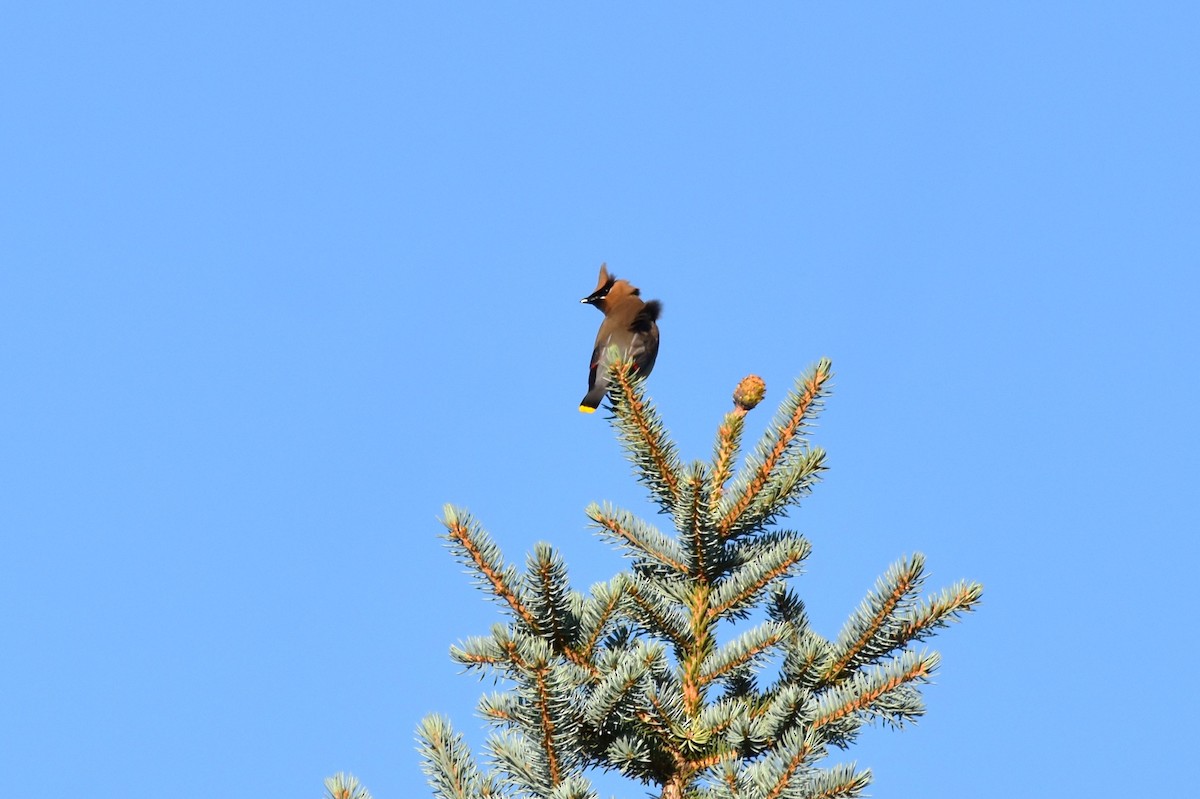 Cedar Waxwing - ML466707991