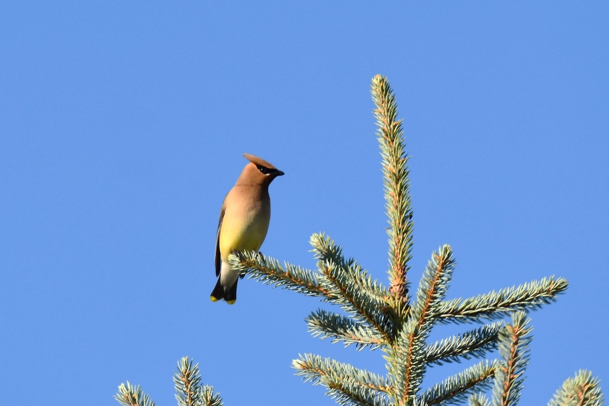 Cedar Waxwing - ML466708001