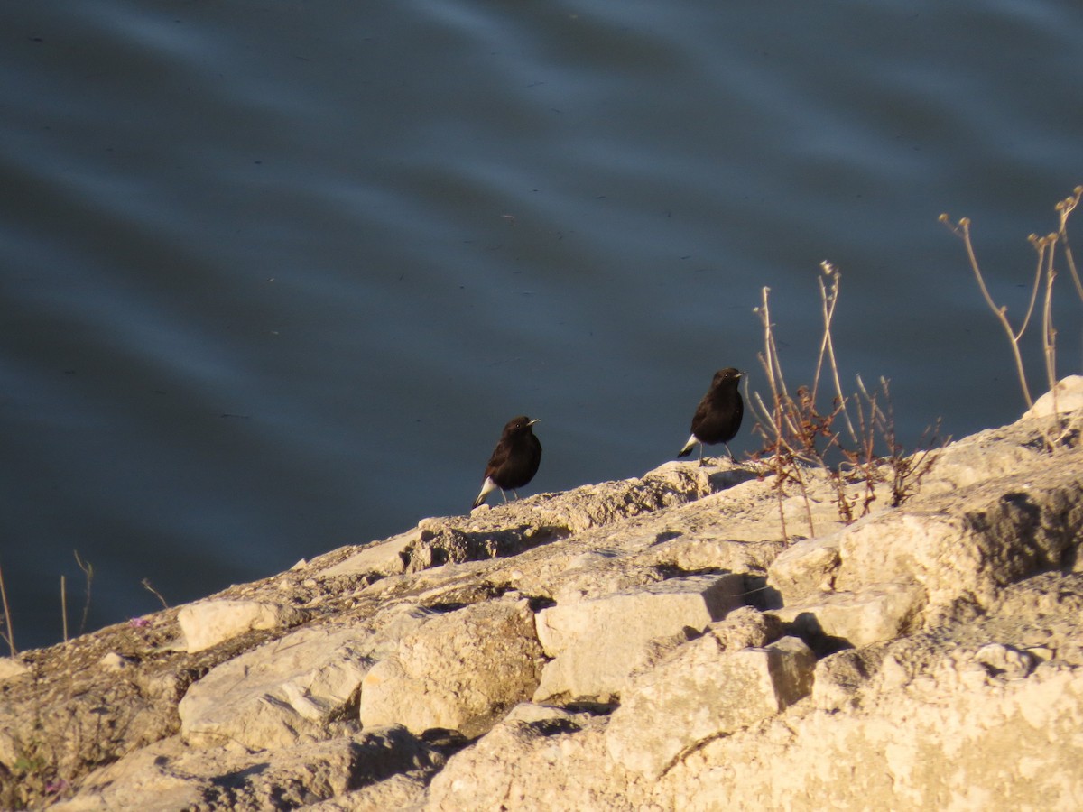 Black Wheatear - Dominique Bayne