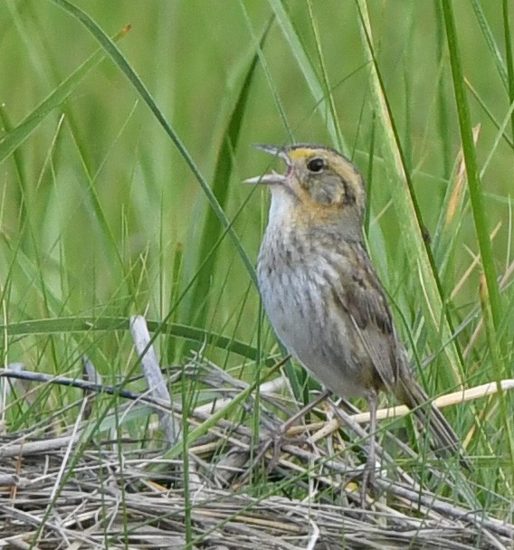 Nelson's Sparrow - ML466710791