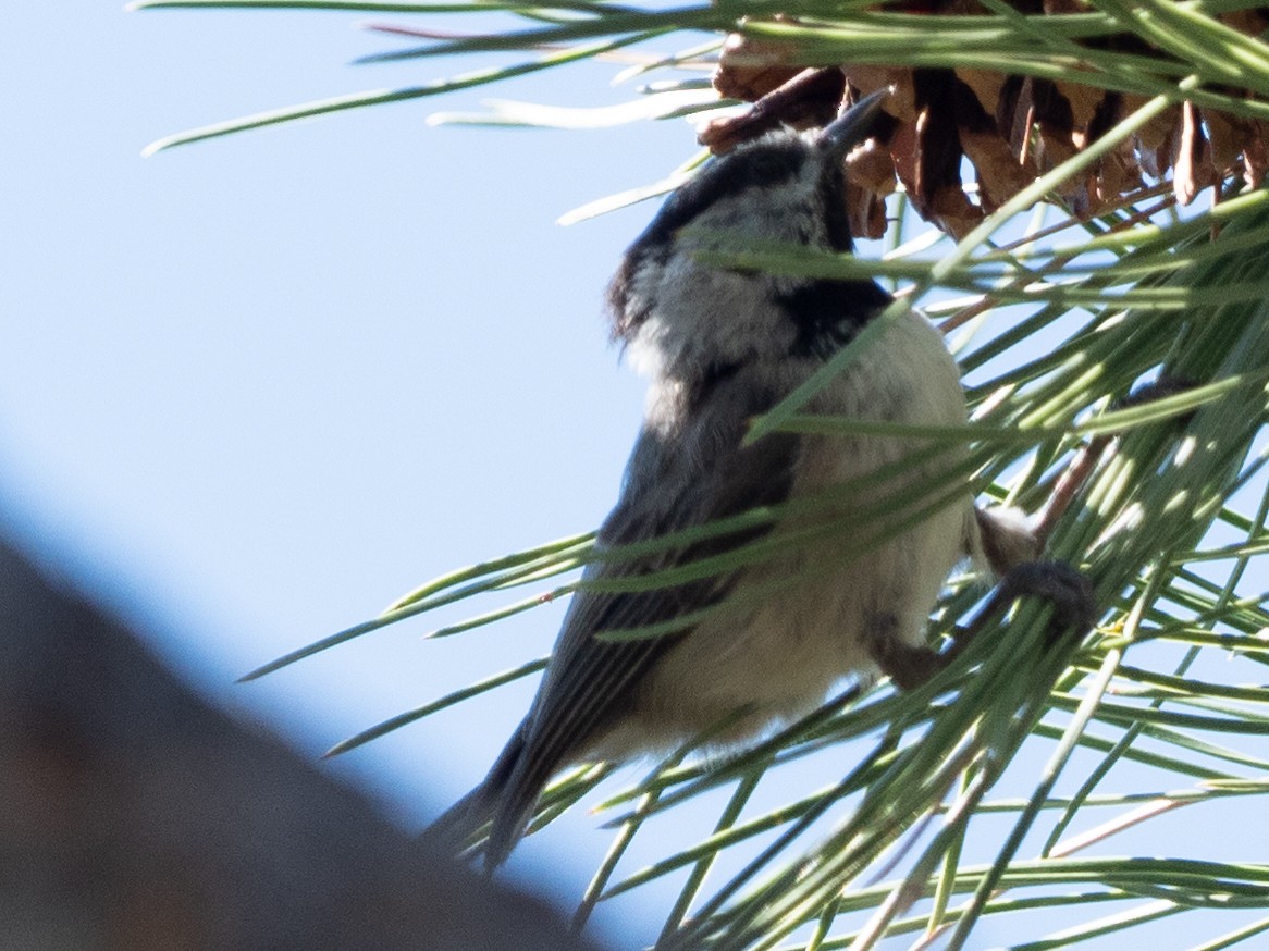 Black-capped/Mountain Chickadee - ML466711341