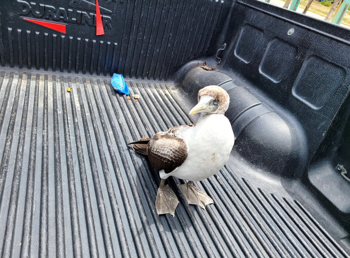 Masked Booby - ML466711671