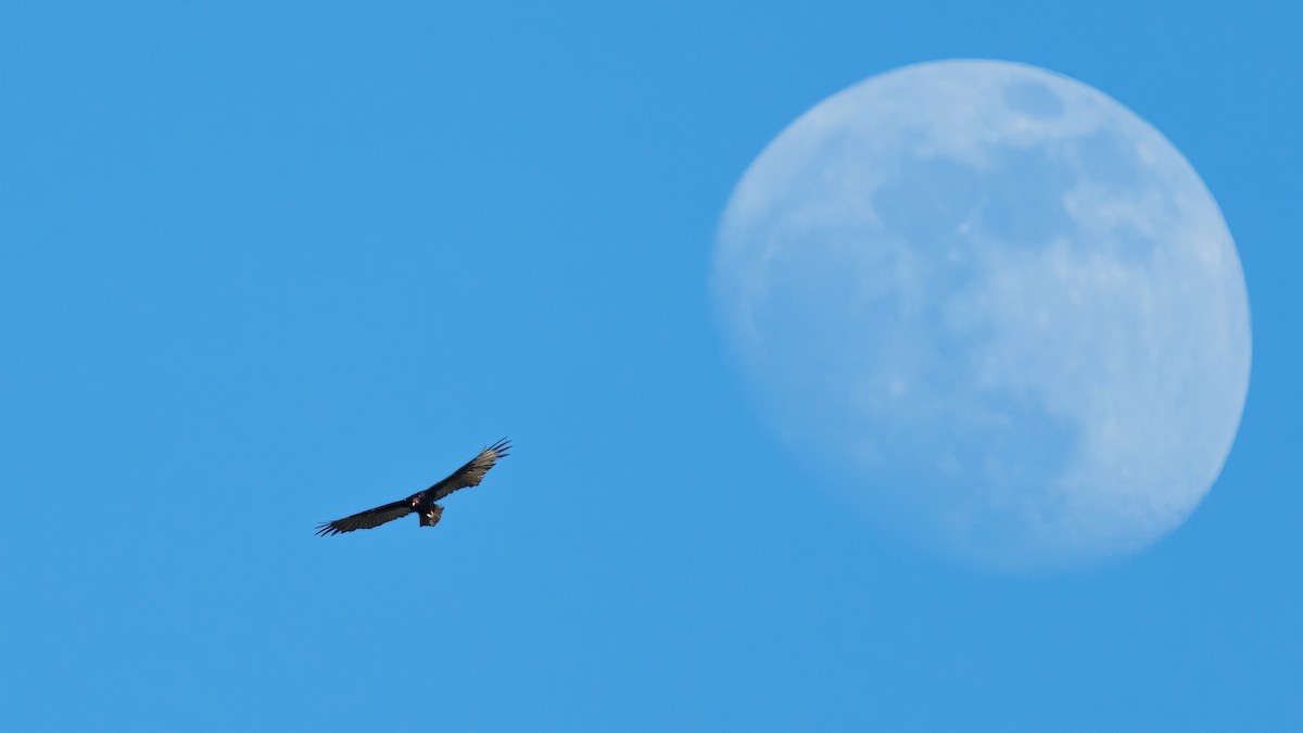 Turkey Vulture - Neo Morpheus