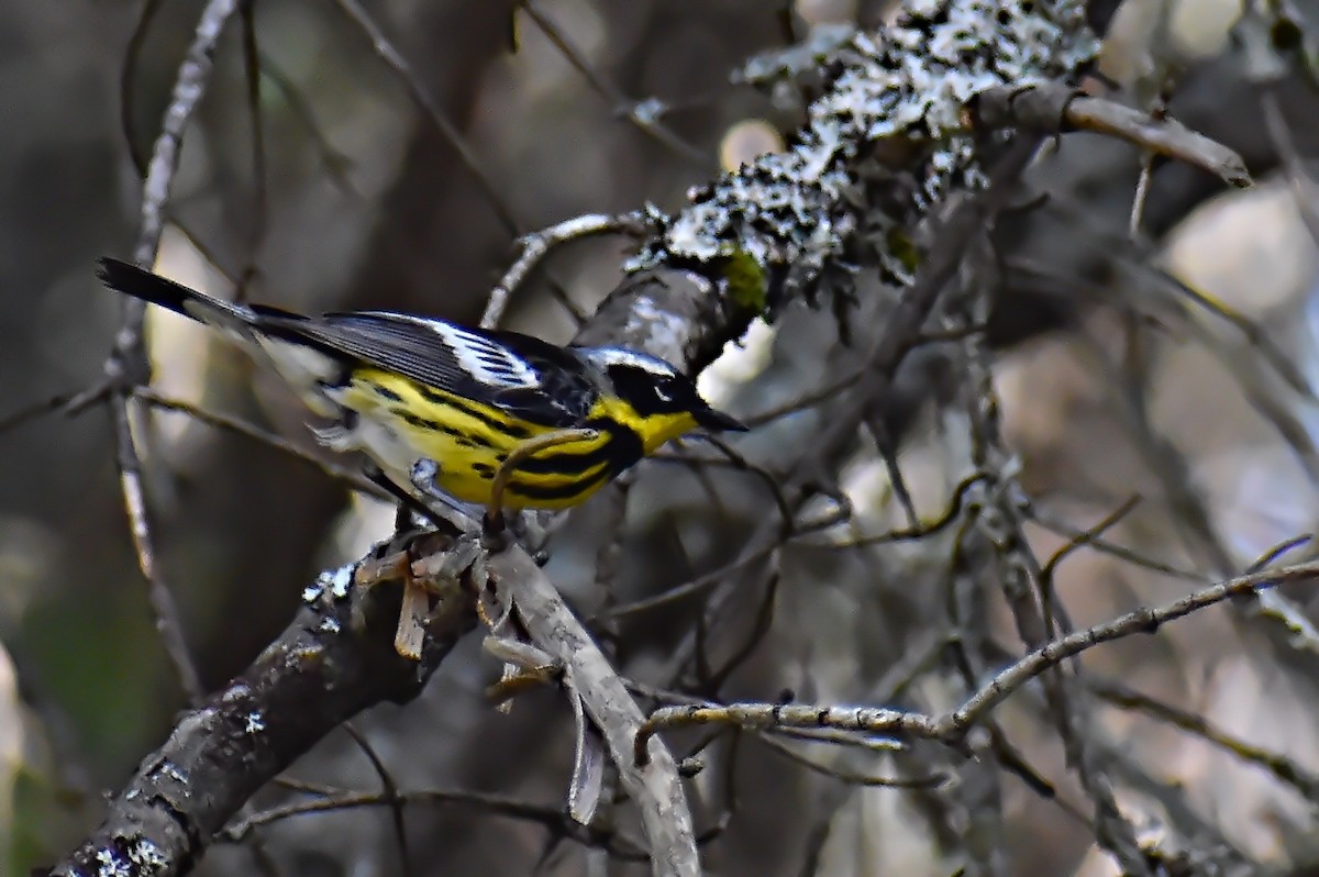 Magnolia Warbler - ML466714821