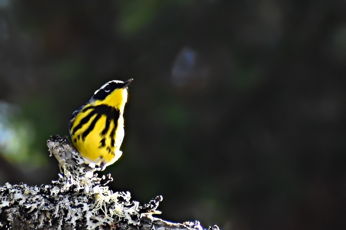 Magnolia Warbler - ML466714841