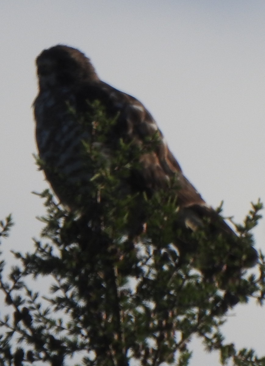 Broad-winged Hawk - ML466715061