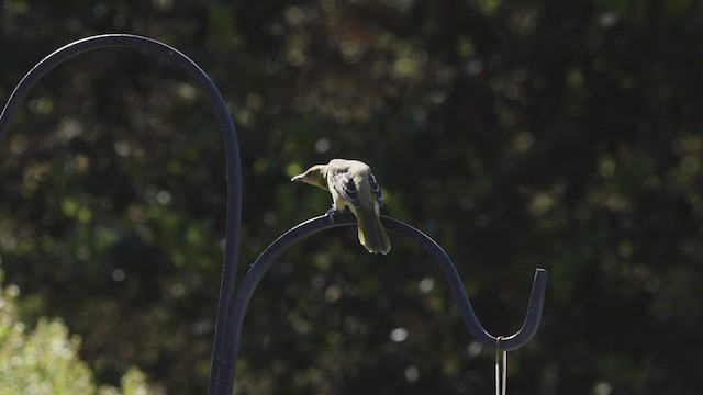 Oriole masqué (groupe nelsoni) - ML466715071