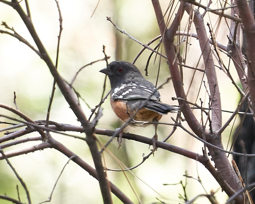 Spotted Towhee - ML466716051