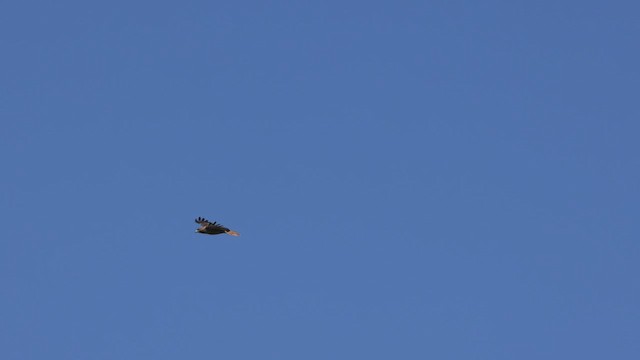 Red-tailed Hawk (calurus/alascensis) - ML466717451