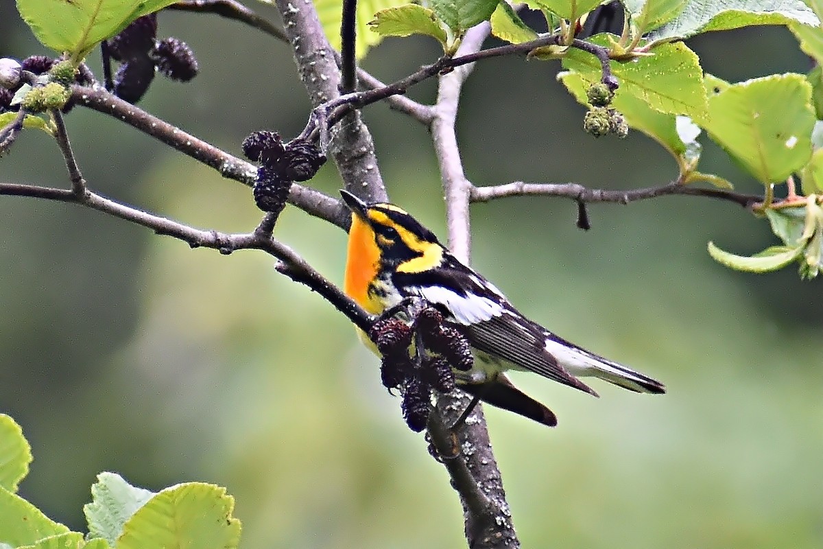 Blackburnian Warbler - ML466717691