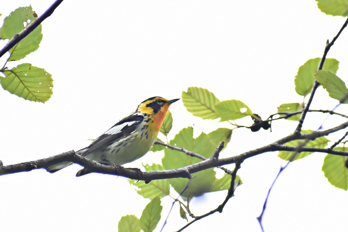 Blackburnian Warbler - ML466717701