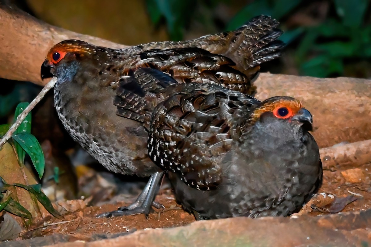 Spot-winged Wood-Quail - ML466717841