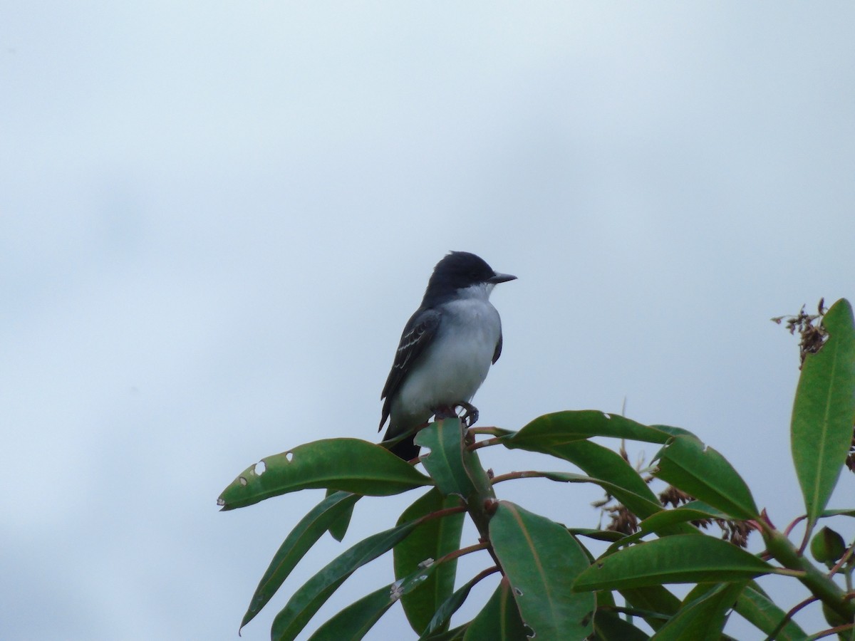 Eastern Kingbird - Gabriel Raza