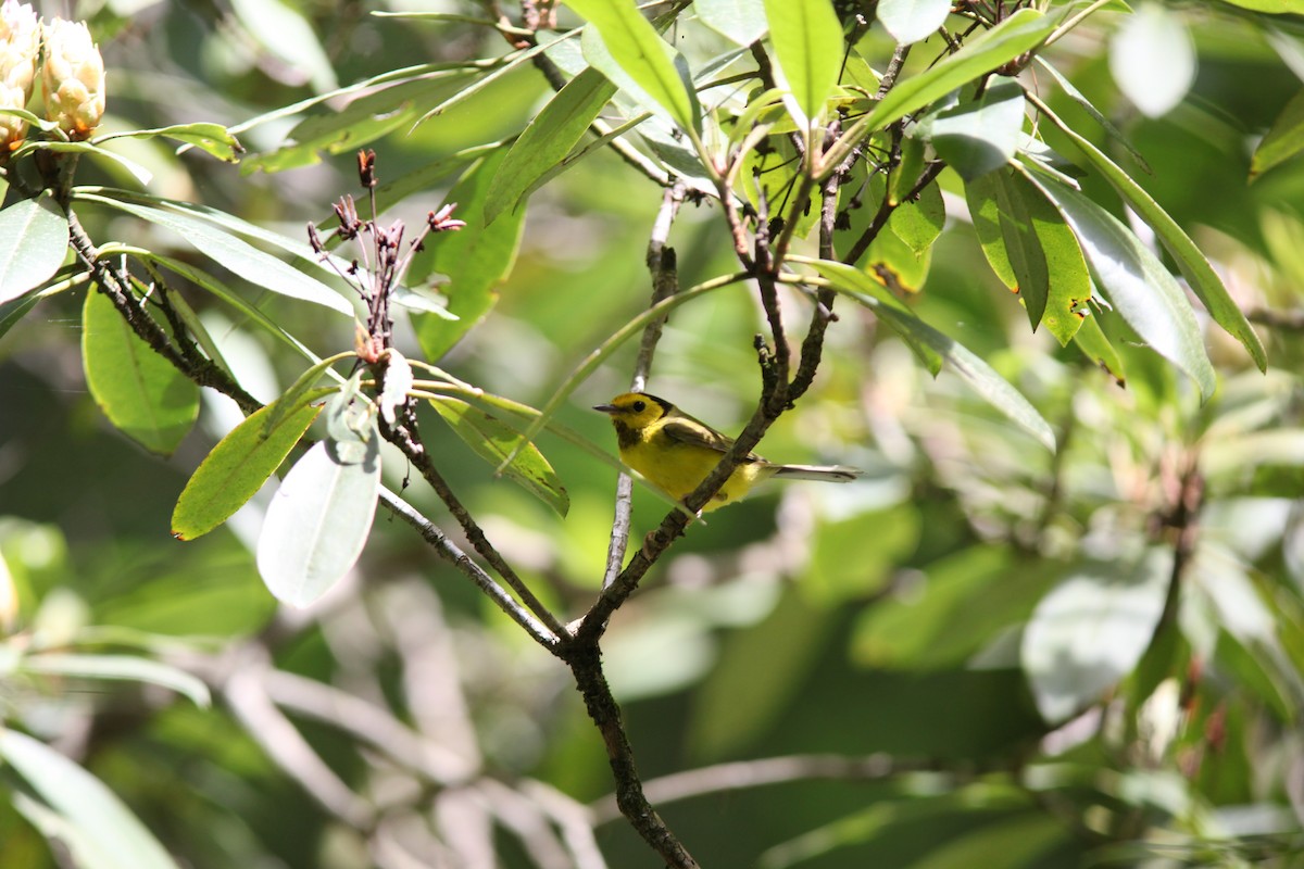 Hooded Warbler - ML466720031