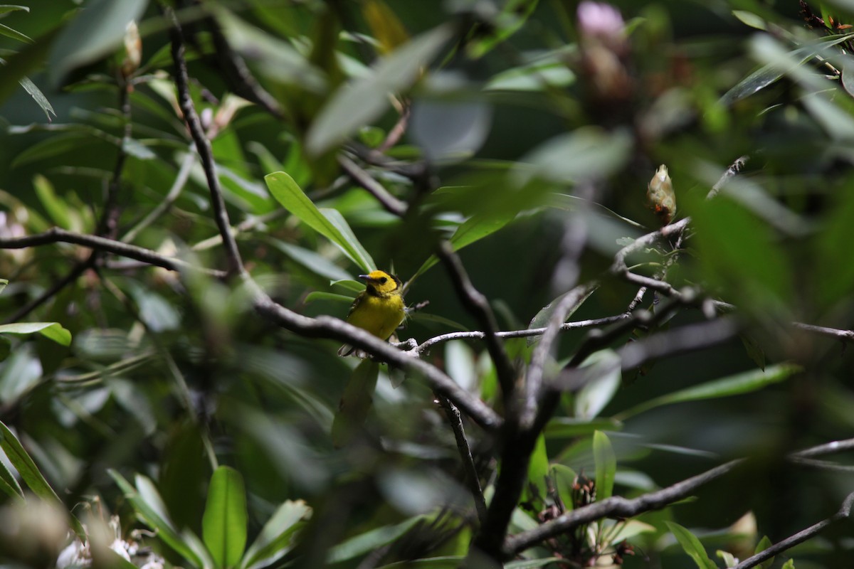 Hooded Warbler - ML466720131