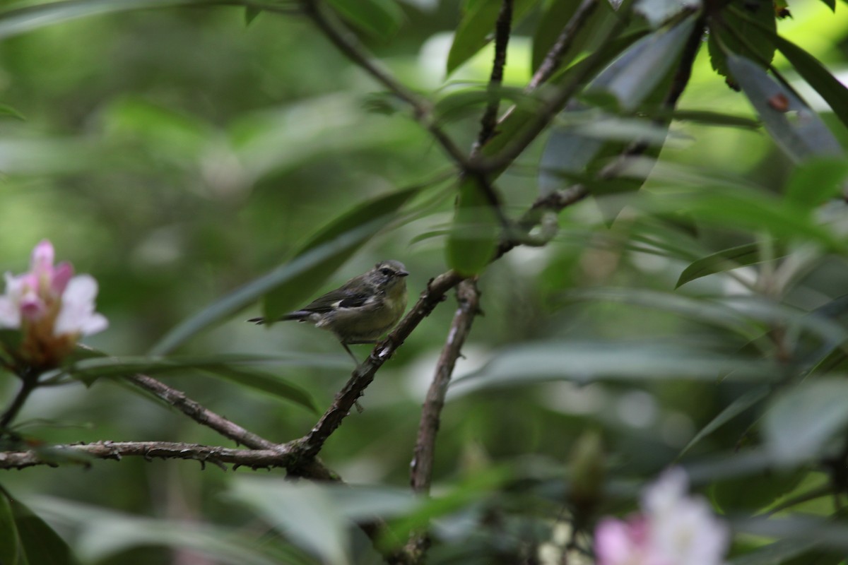 Black-throated Blue Warbler - ML466720471