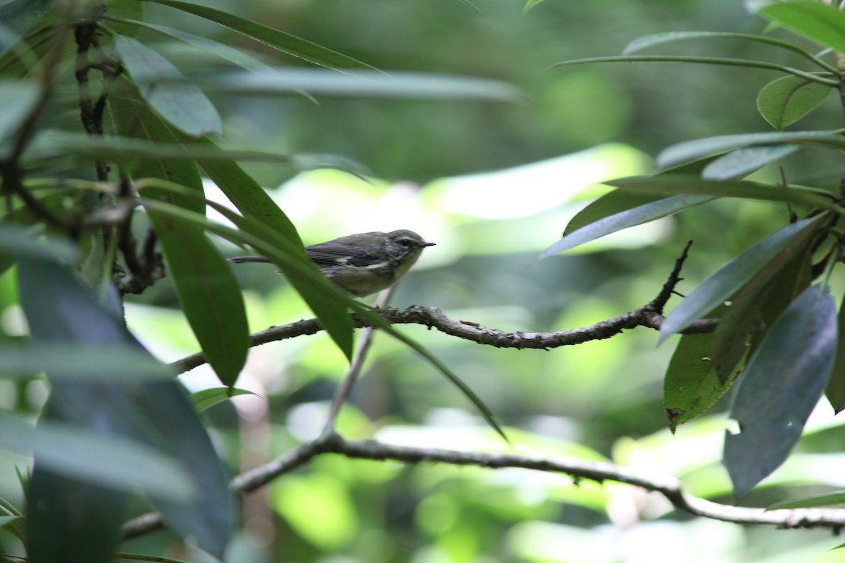 Black-throated Blue Warbler - ML466720561