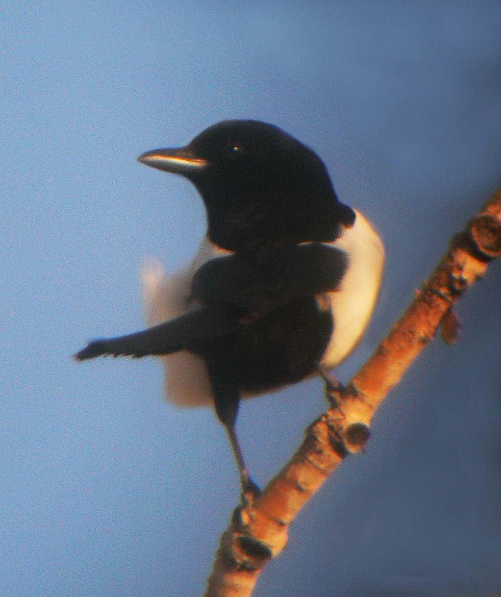 Black-billed Magpie - ML46672111