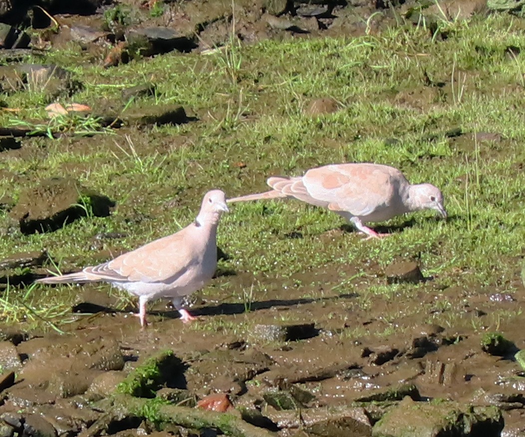 Eurasian Collared-Dove - ML466721371