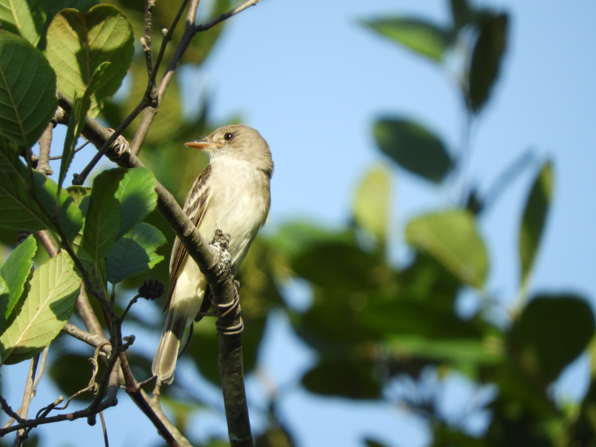 Willow Flycatcher - ML466721481