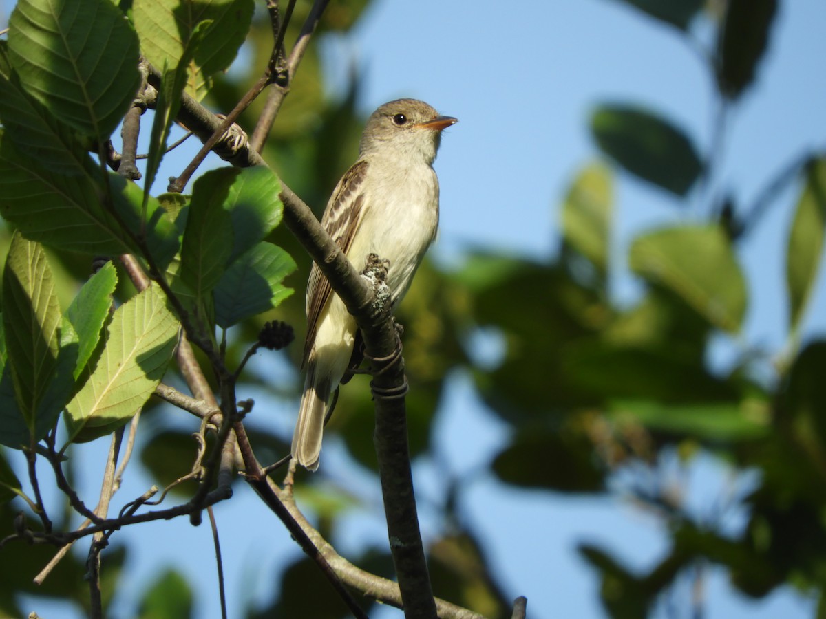 Willow Flycatcher - ML466721491