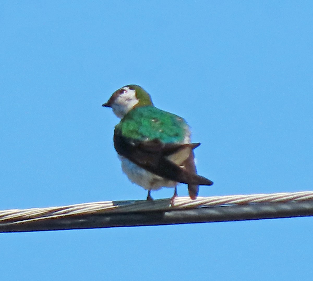 Violet-green Swallow - ML466721591