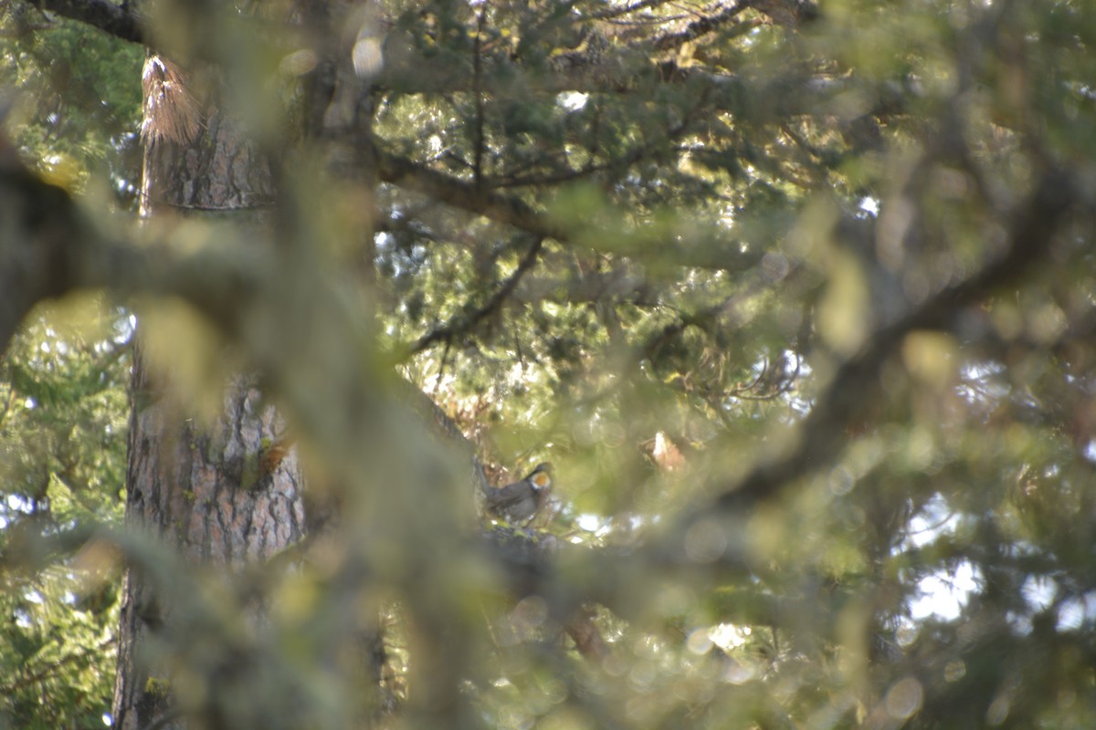 Sooty Grouse - ML466721721