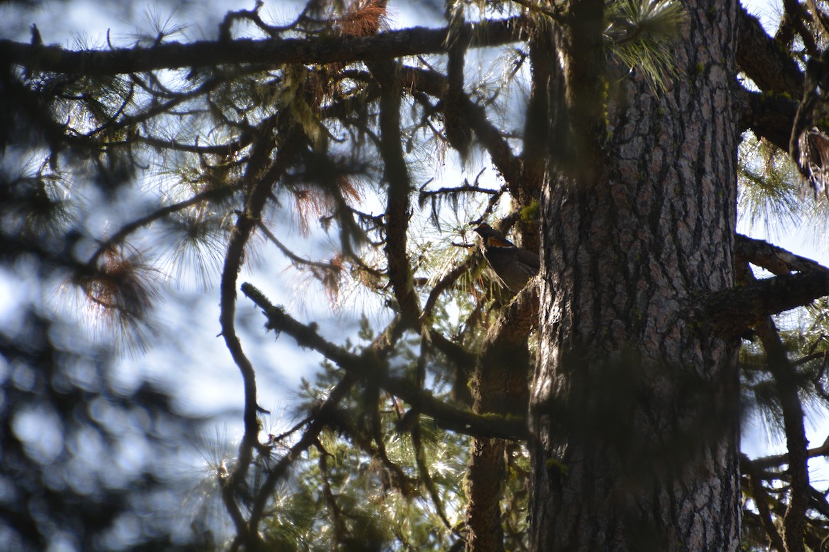 Sooty Grouse - ML466721791