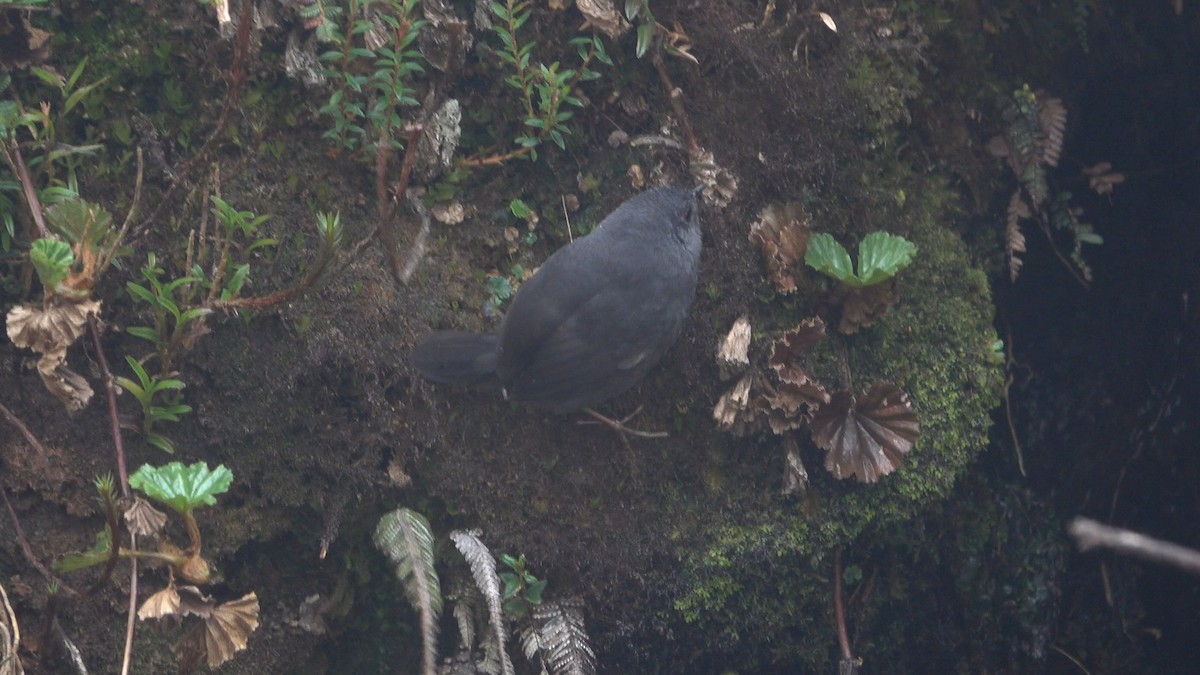 Loja Tapaculo - ML466722101