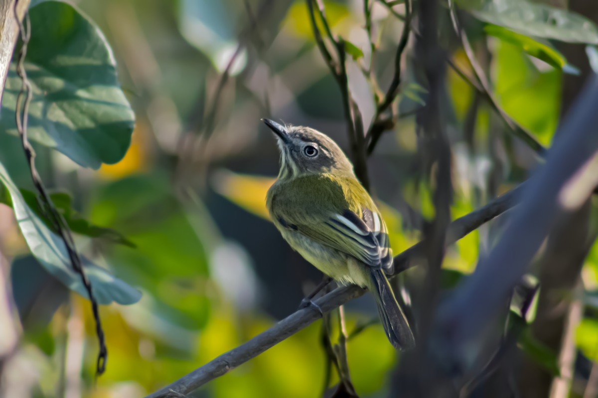 Stripe-necked Tody-Tyrant - Francisco Valdevino Bezerra Neto