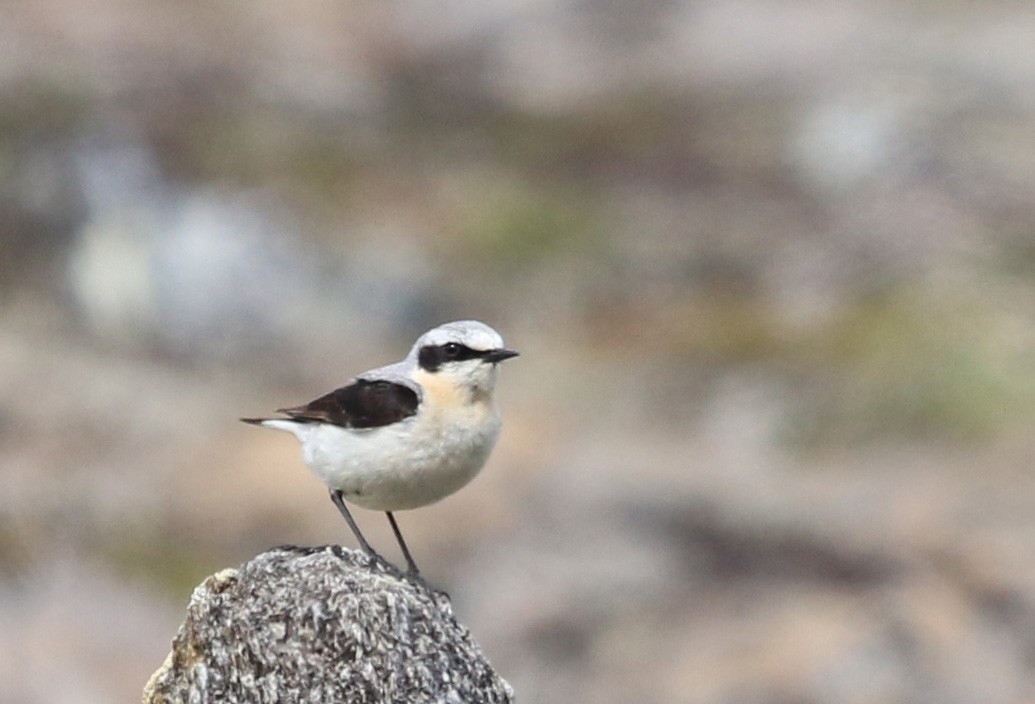 Northern Wheatear - ML466723211