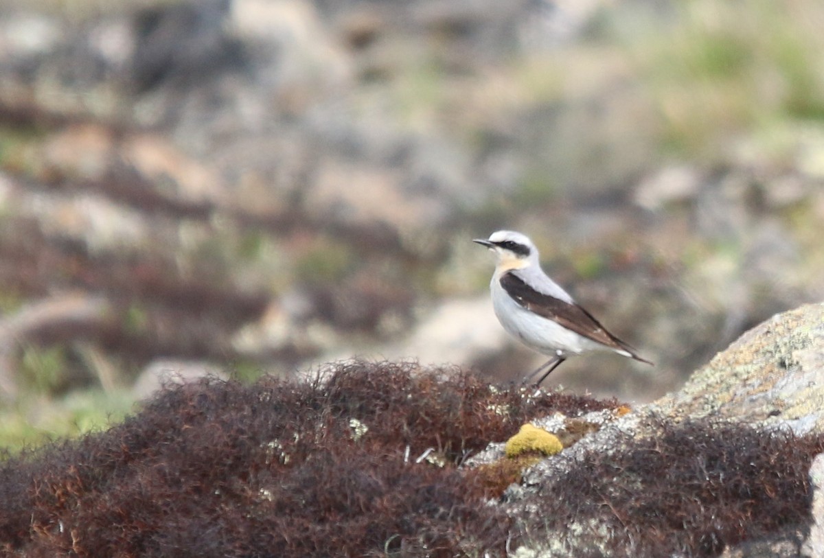 Northern Wheatear - ML466723221