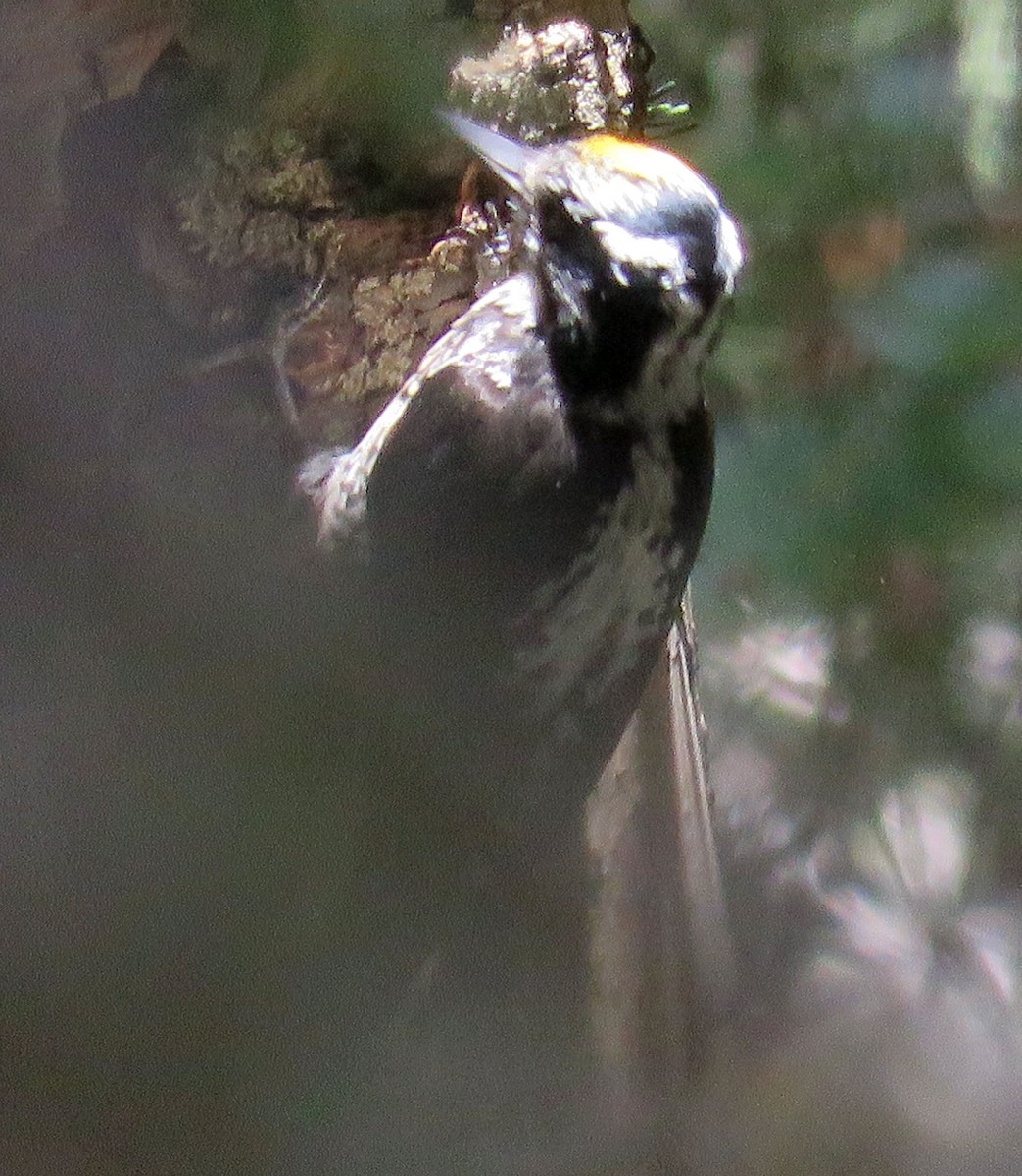 American Three-toed Woodpecker (Rocky Mts.) - ML466723411