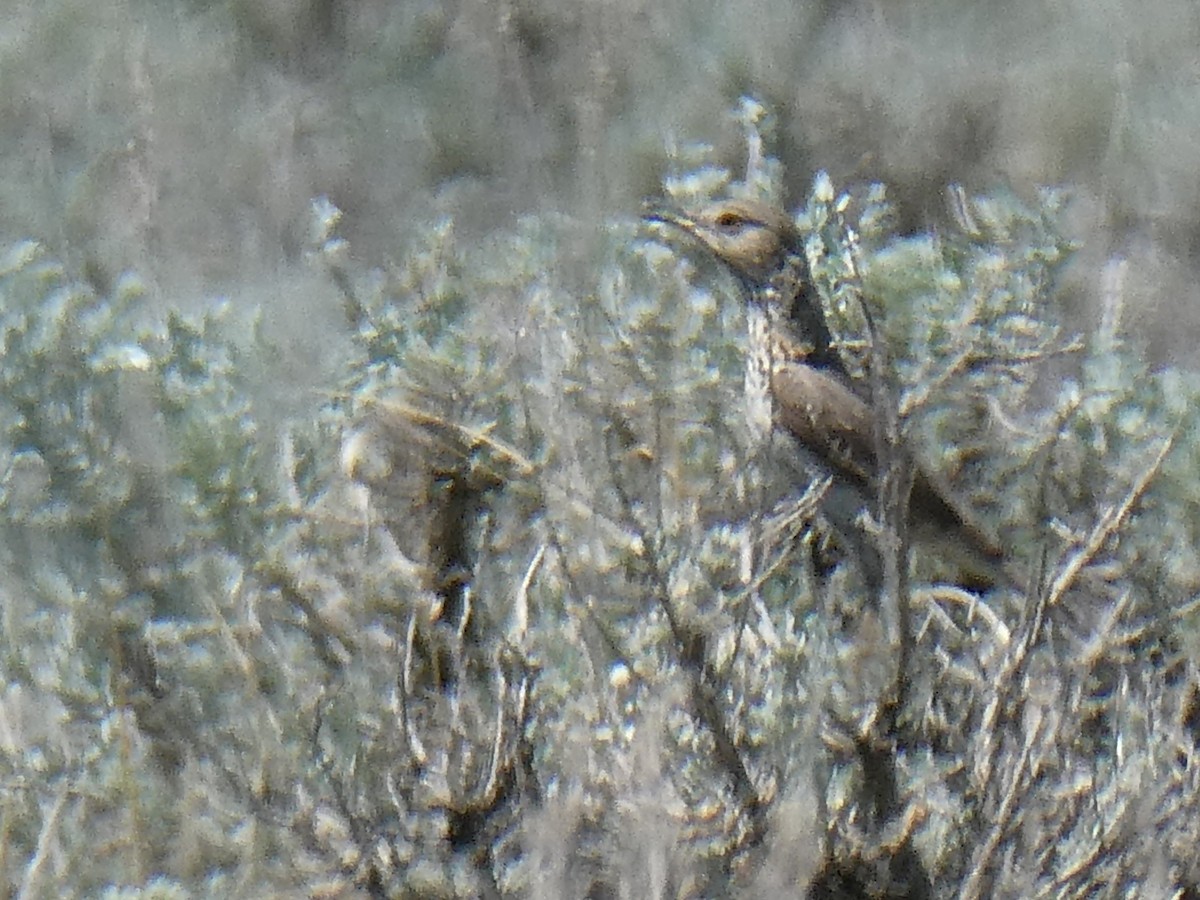 Sage Thrasher - Anne Tews