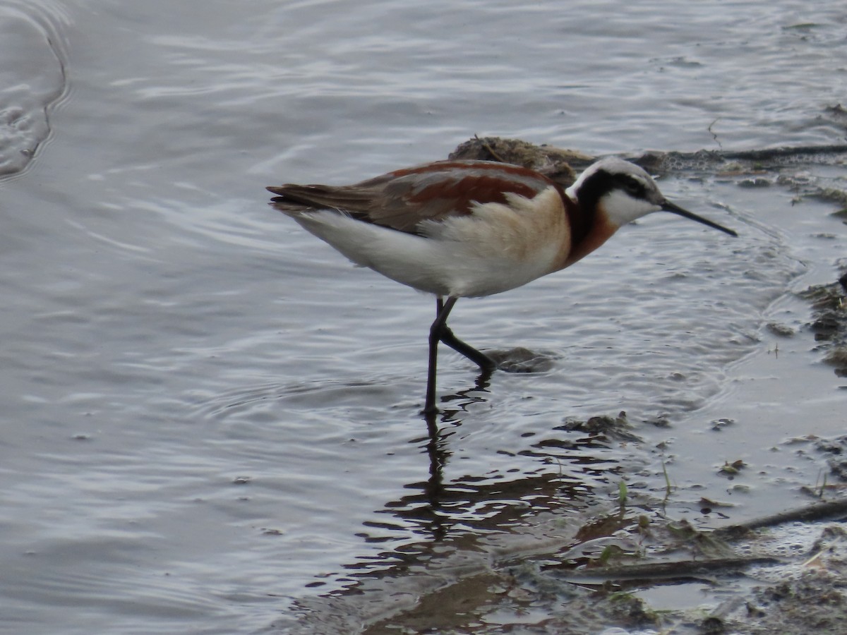 Wilson's Phalarope - ML466727701