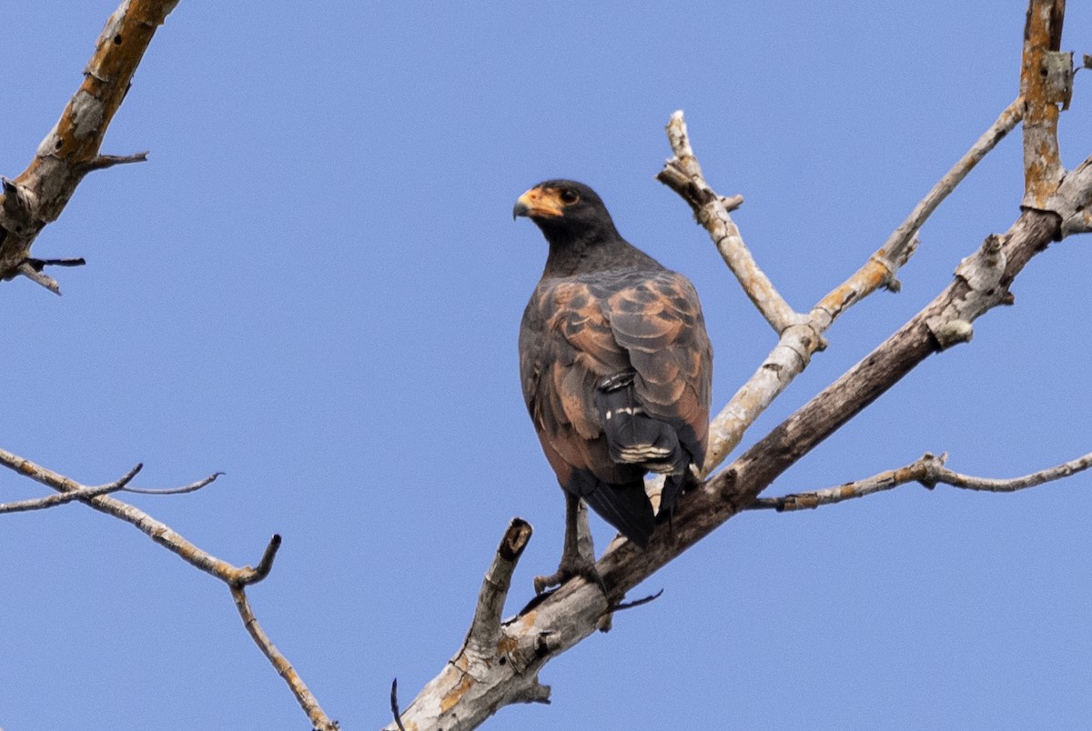 Rufous Crab Hawk - ML466728091