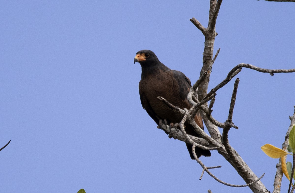 Rufous Crab Hawk - ML466728101