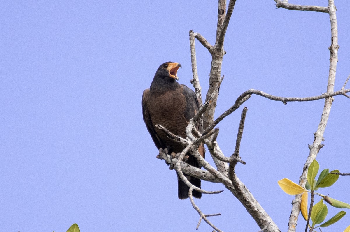 Rufous Crab Hawk - Eduardo Vieira 17