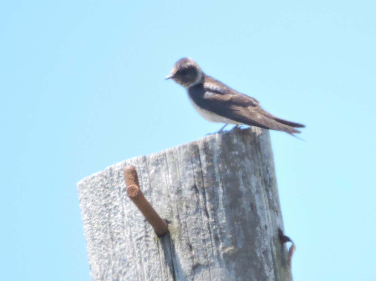 Purple Martin - ML466728221